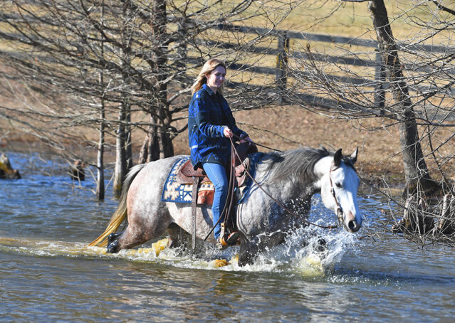 029-Curtis-Grey-Gray-AQHA-Quarter-Horse-Gelding-Rope-Roping-Gentle-Playgun-For-Sale