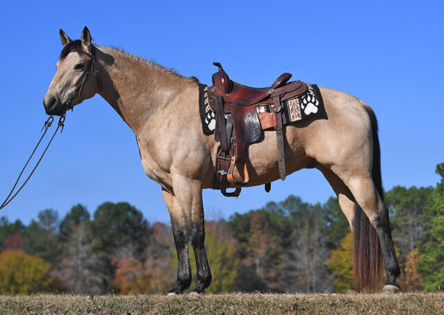 001-Flash-AQHA-Buckskin-Gelding-For-Sale