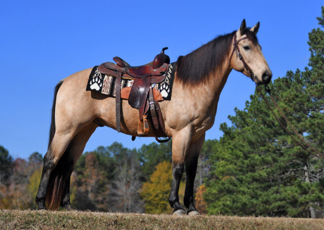 003-Flash-AQHA-Buckskin-Gelding-For-Sale