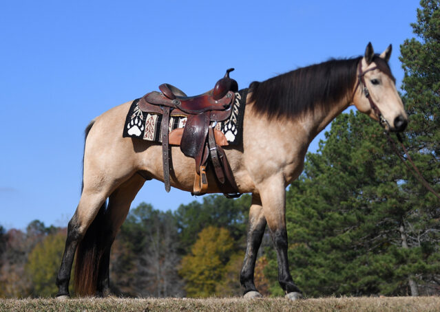 004-Flash-AQHA-Buckskin-Gelding-For-Sale