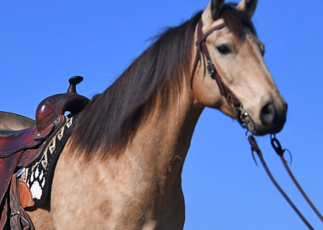 005-Flash-AQHA-Buckskin-Gelding-For-Sale