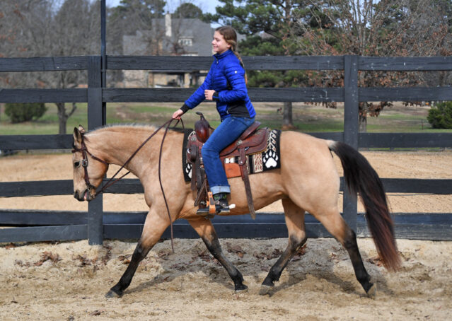007-Flash-AQHA-Buckskin-Gelding-For-Sale