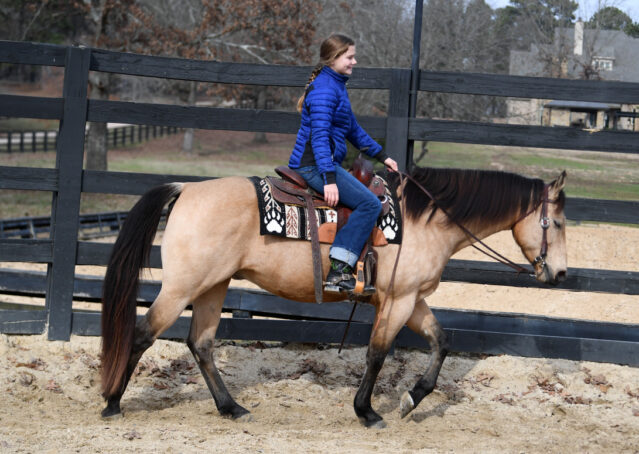 009-Flash-AQHA-Buckskin-Gelding-For-Sale