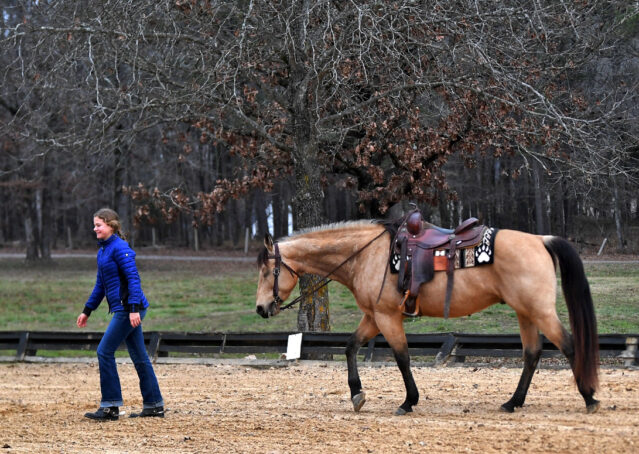 021-Flash-AQHA-Buckskin-Gelding-For-Sale