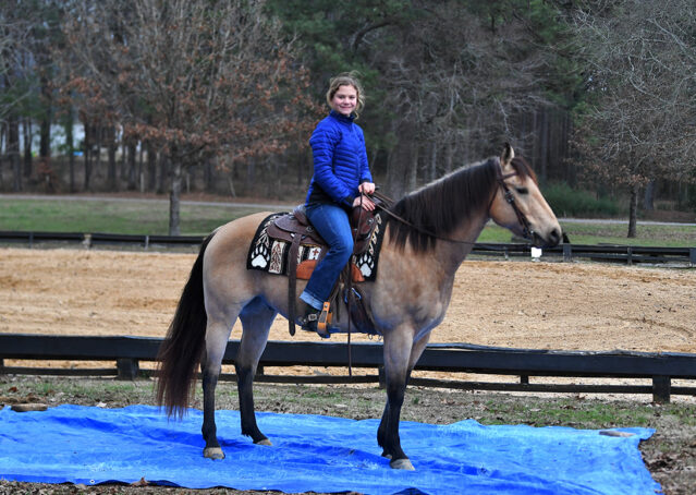 022-Flash-AQHA-Buckskin-Gelding-For-Sale
