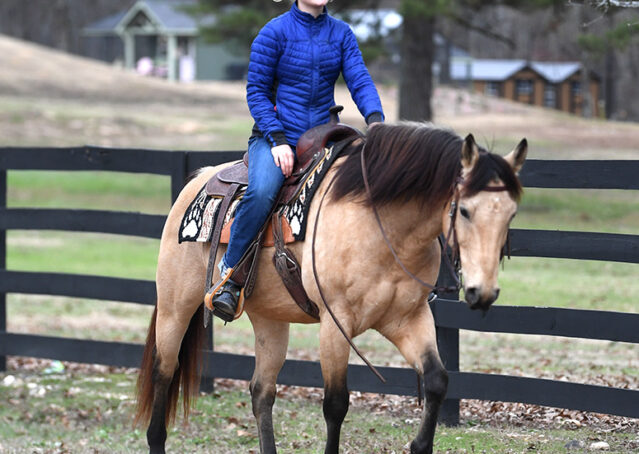 025-Flash-AQHA-Buckskin-Gelding-For-Sale