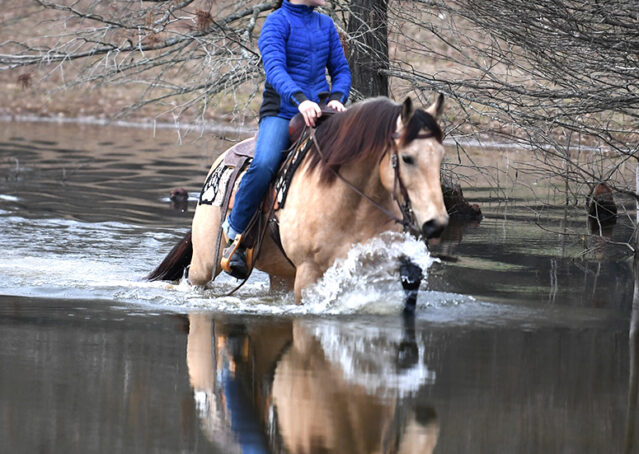 026-Flash-AQHA-Buckskin-Gelding-For-Sale