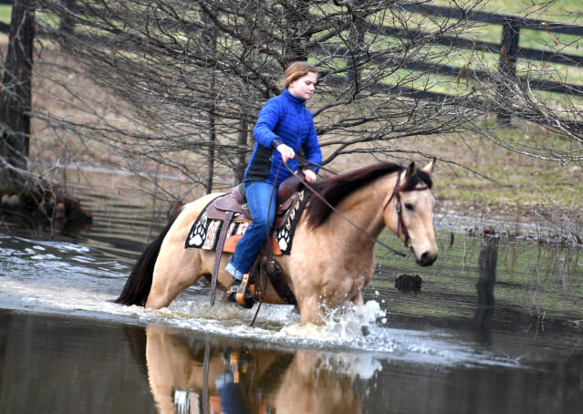 027-Flash-AQHA-Buckskin-Gelding-For-Sale