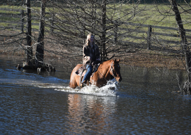 022-Madrid-AQHA-Red-Dun-Einsteins-Revolution-Reining-Ranch-Gelding-For-Sale