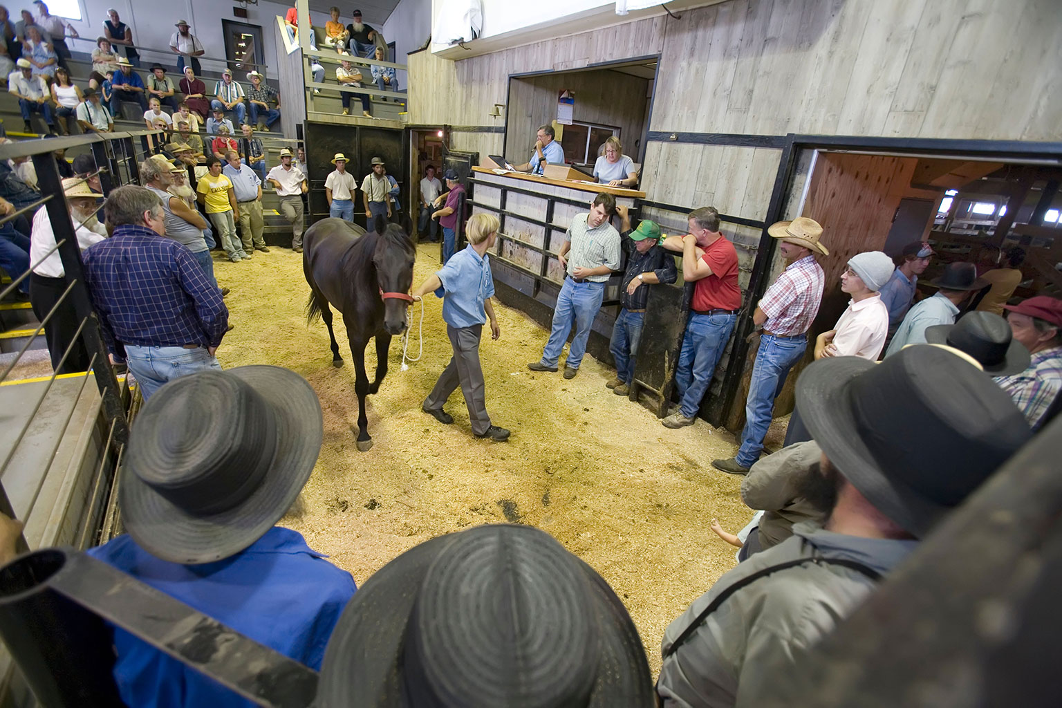 5 Tips For Navigating Horse Sales and Auctions
