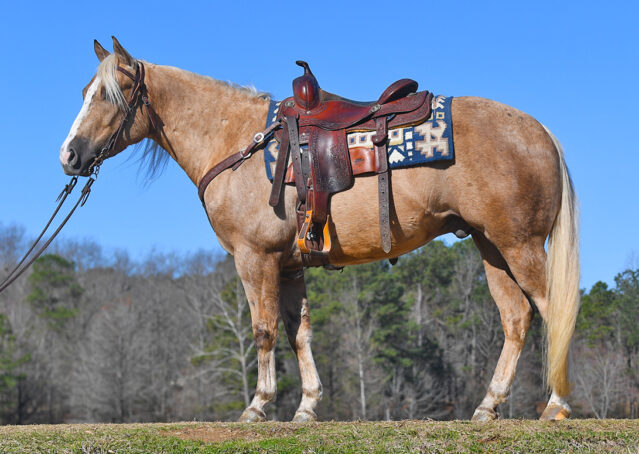 001-Davis-AQHA-Golden-Palomino-Flaxen-blonde-trails-arena-reining-ranch-kids-family-husband-quiet-bombproof