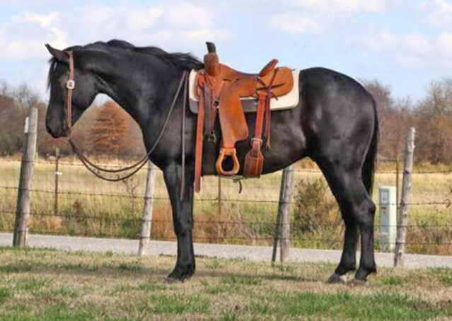 001-Jet-Black-Friesian-cross-gelding-for-sale