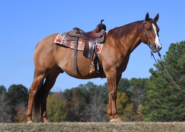 002-Browsin-AQHA-Red-Dun-Gelding-For-Sale