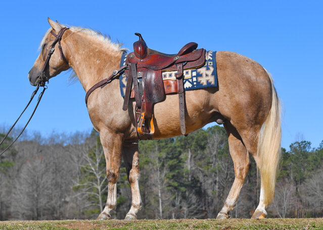 002-Davis-AQHA-Golden-Palomino-Flaxen-blonde-trails-arena-reining-ranch-kids-family-husband-quiet-bombproof