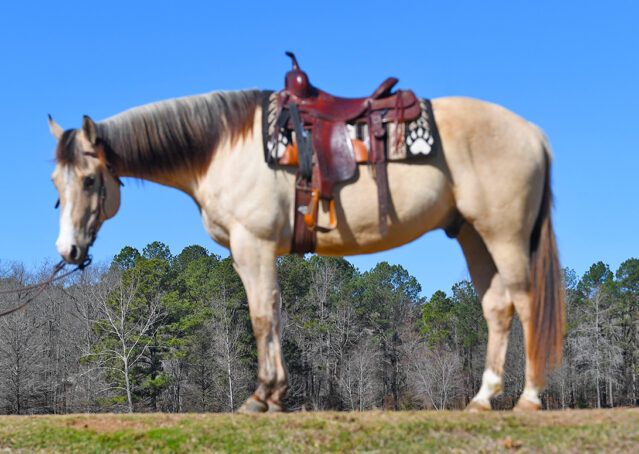 002-Harley-Buckskin-Quarter-Horse-Gelding-Trail-trails