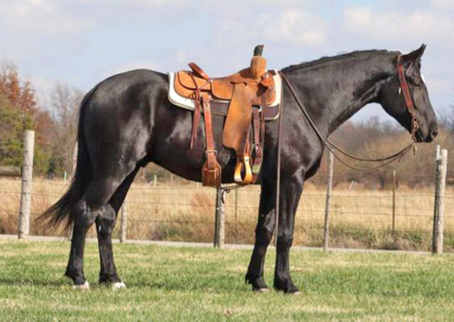 002-Jet-Black-Friesian-cross-gelding-for-sale