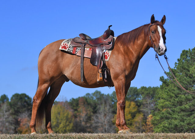 003-Browsin-AQHA-Red-Dun-Gelding-For-Sale