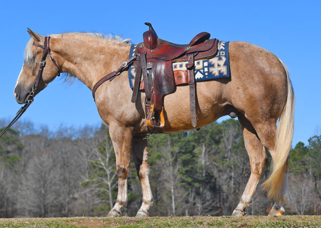 003-Davis-AQHA-Golden-Palomino-Flaxen-blonde-trails-arena-reining-ranch-kids-family-husband-quiet-bombproof