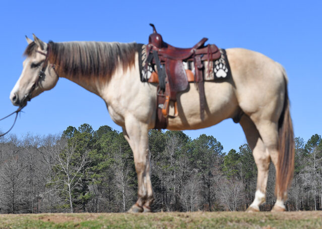 003-Harley-Buckskin-Quarter-Horse-Gelding-Trail-trails