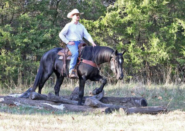 003-Jet-Black-Friesian-cross-gelding-for-sale