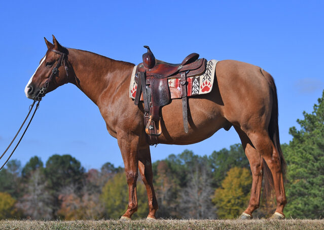 004-Browsin-AQHA-Red-Dun-Gelding-For-Sale