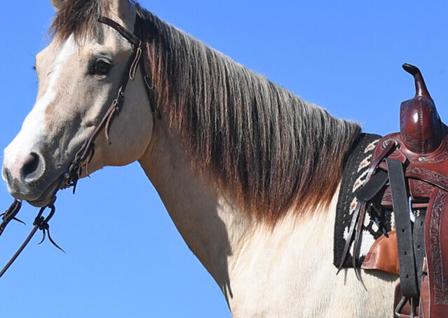 004-Harley-Buckskin-Quarter-Horse-Gelding-Trail-trails