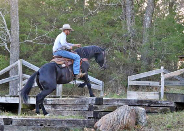 004-Jet-Black-Friesian-cross-gelding-for-sale