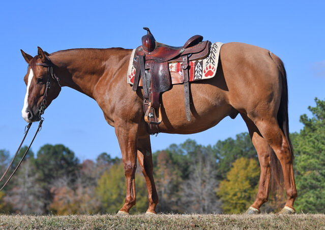 005-Browsin-AQHA-Red-Dun-Gelding-For-Sale