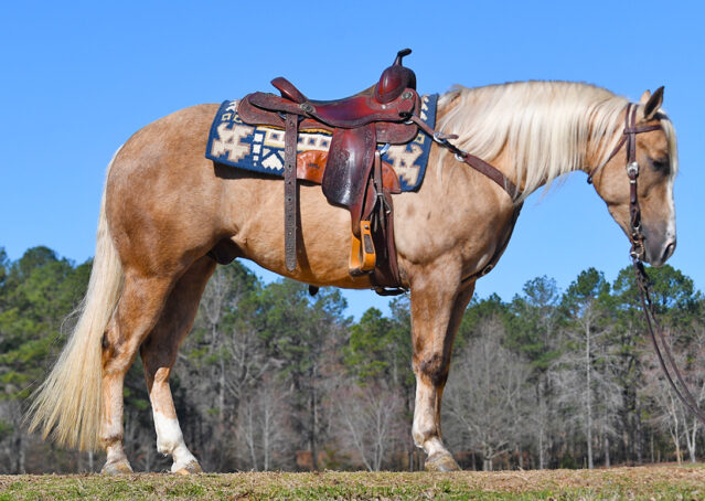 005-Davis-AQHA-Golden-Palomino-Flaxen-blonde-trails-arena-reining-ranch-kids-family-husband-quiet-bombproof