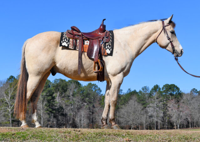 005-Harley-Buckskin-Quarter-Horse-Gelding-Trail-trails