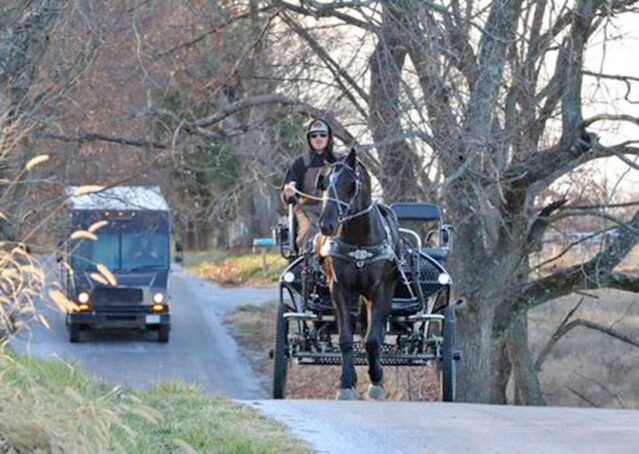 005-Jet-Black-Friesian-cross-gelding-for-sale