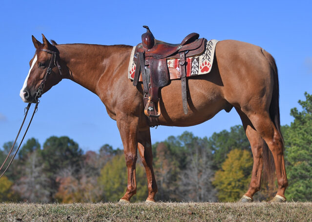 006-Browsin-AQHA-Red-Dun-Gelding-For-Sale