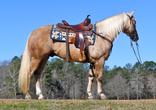 006-Davis-AQHA-Golden-Palomino-Flaxen-blonde-trails-arena-reining-ranch-kids-family-husband-quiet-bombproof