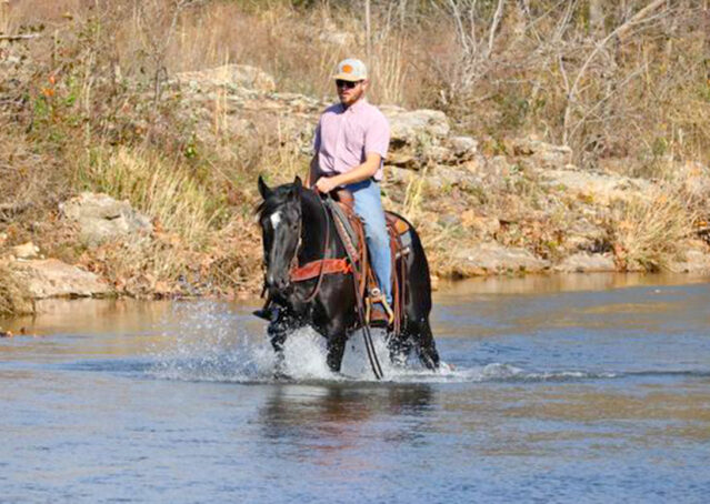 006-Jet-Black-Friesian-cross-gelding-for-sale