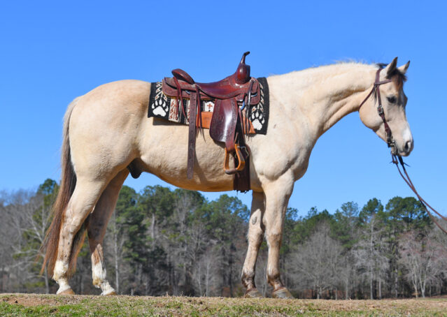 007-Harley-Buckskin-Quarter-Horse-Gelding-Trail-trails