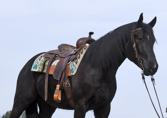 007-Jet-Black-Friesian-cross-gelding-for-sale