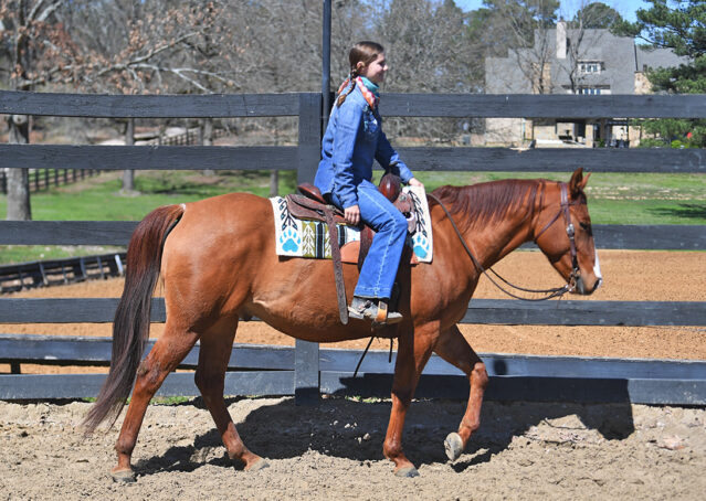 008-Browsin-AQHA-Red-Dun-Gelding-For-Sale