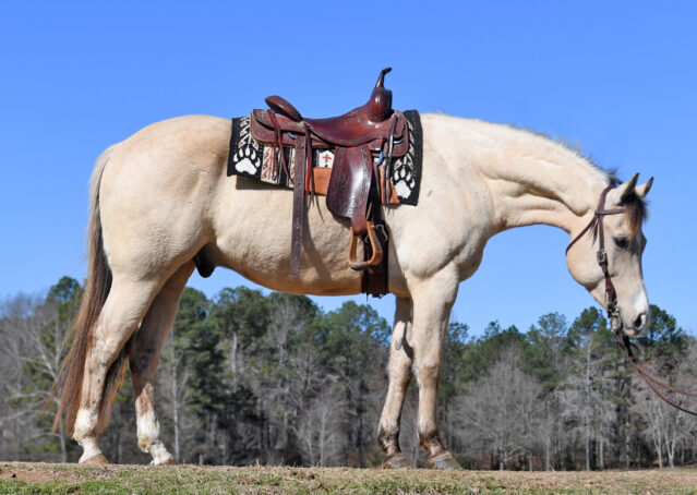 008-Harley-Buckskin-Quarter-Horse-Gelding-Trail-trails