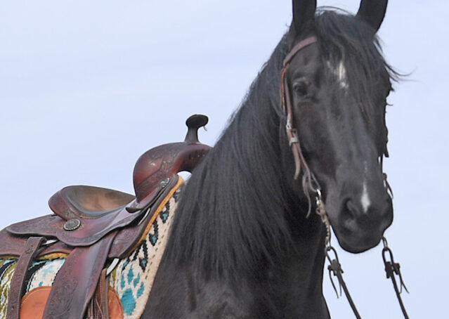 008-Jet-Black-Friesian-cross-gelding-for-sale