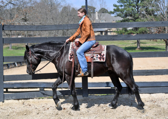 010-Jet-Black-Friesian-cross-gelding-for-sale