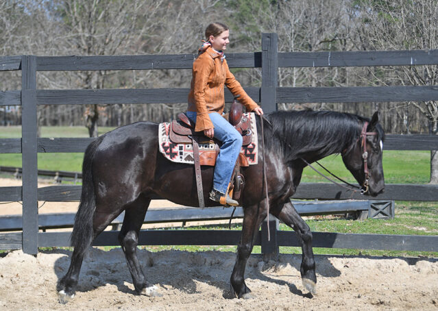 011-Jet-Black-Friesian-cross-gelding-for-sale