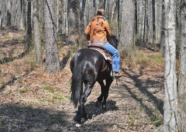 012-Jet-Black-Friesian-cross-gelding-for-sale