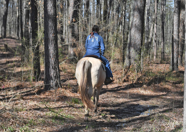 013-Harley-Buckskin-Quarter-Horse-Gelding-Trail-trails