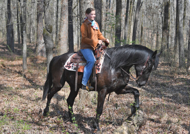 013-Jet-Black-Friesian-cross-gelding-for-sale