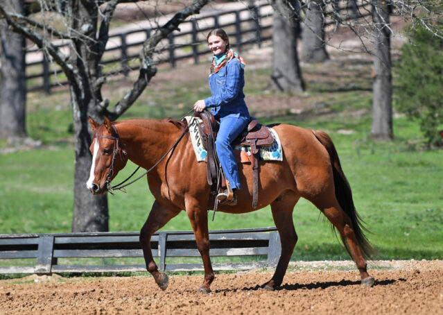 014-Browsin-AQHA-Red-Dun-Gelding-For-Sale