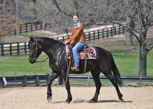 014-Jet-Black-Friesian-cross-gelding-for-sale