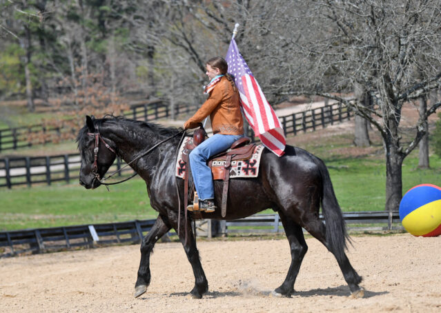 015-Jet-Black-Friesian-cross-gelding-for-sale