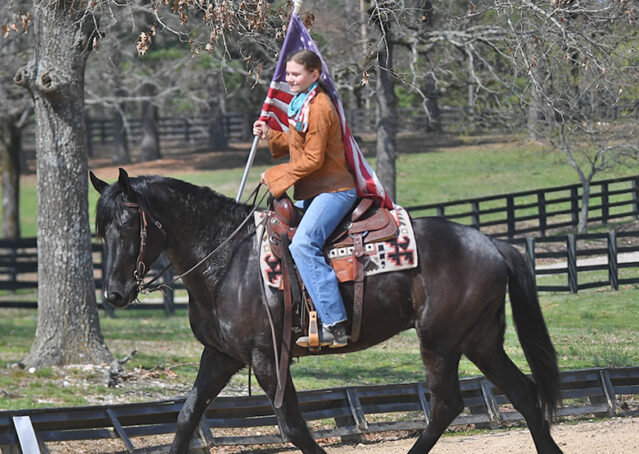 016-Jet-Black-Friesian-cross-gelding-for-sale
