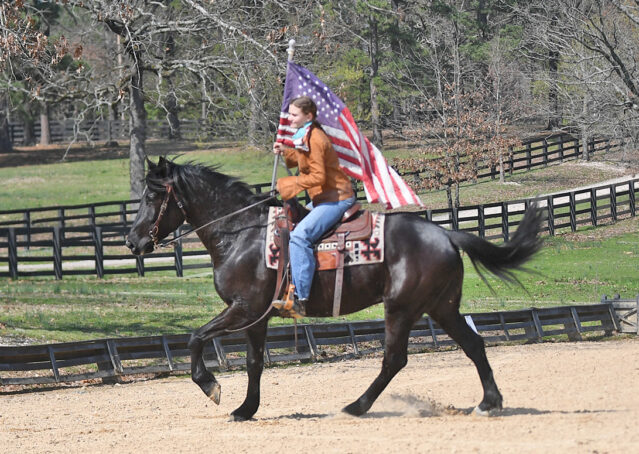 017-Jet-Black-Friesian-cross-gelding-for-sale