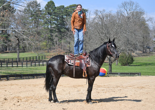 018-Jet-Black-Friesian-cross-gelding-for-sale